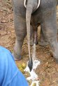 Day 9 - Chiang Mai - Elephant Camp 073